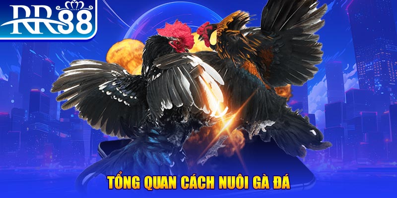365ok VA Điện Tử