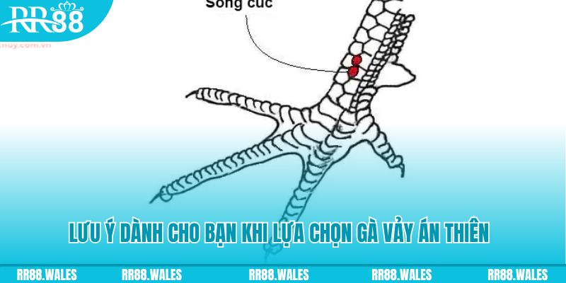 365ok xổ số đồng nai